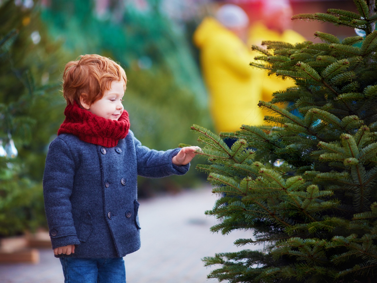 The Best Places to Buy a Real Christmas Tree in the North East and Yorkshire Living North